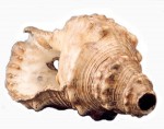 Charònia lampas