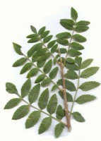 Branca de tintillàina
