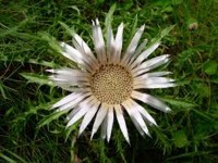 Carlina acaulis