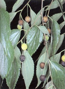 Lledons, fruits del lledoner