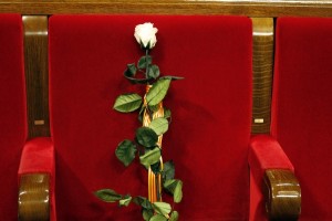 Rosa blanca Muriel